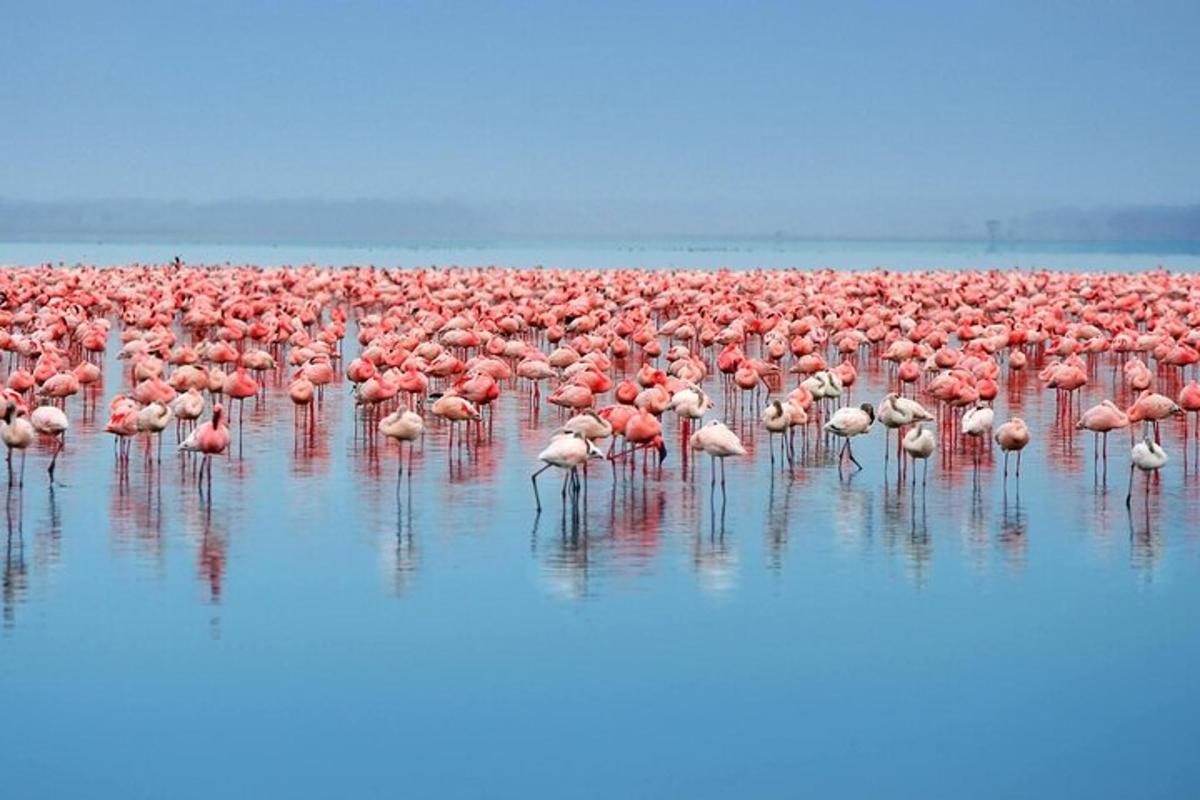 un stol mare de flamingo roz stând în apă