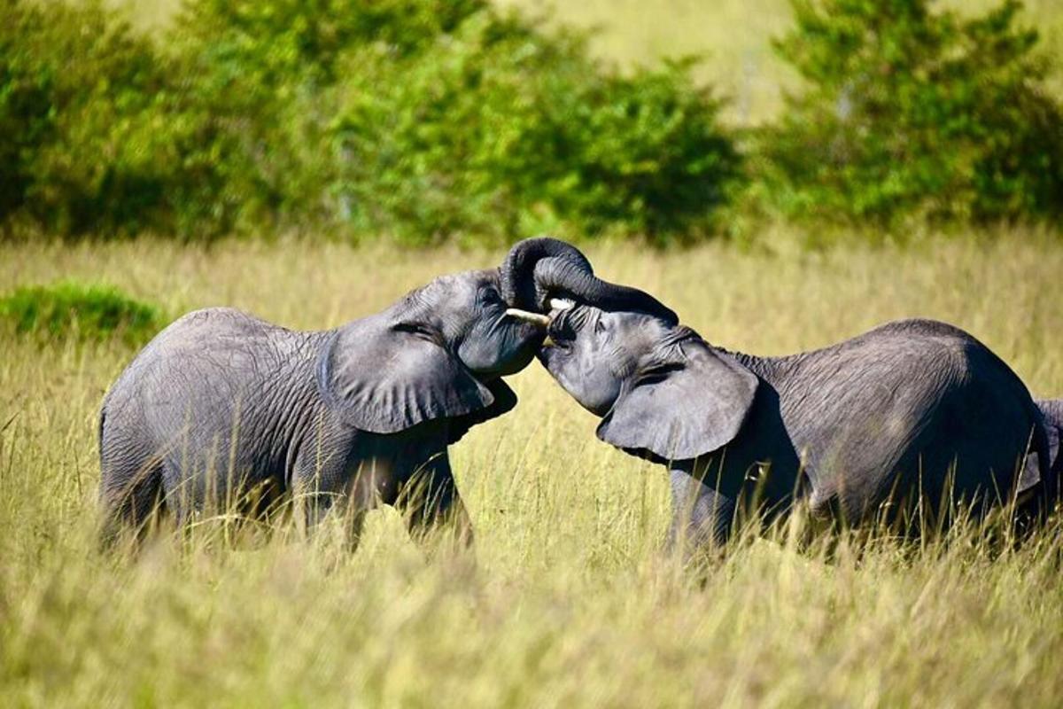 two elephants playing with each other in a field