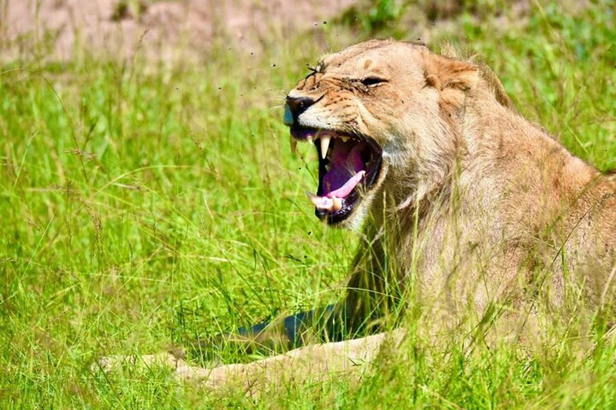 a lion laying in the grass with its mouth open