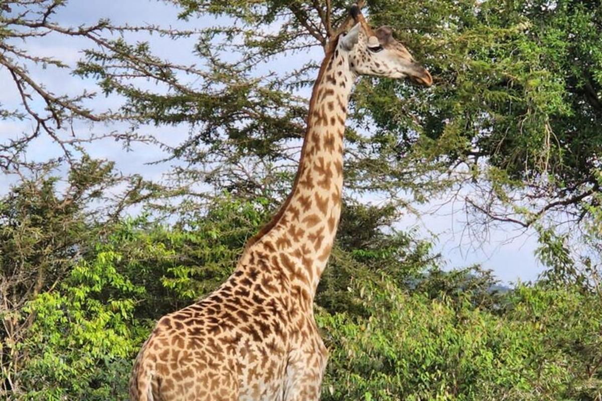 una giraffa sta mangiando le foglie da un albero