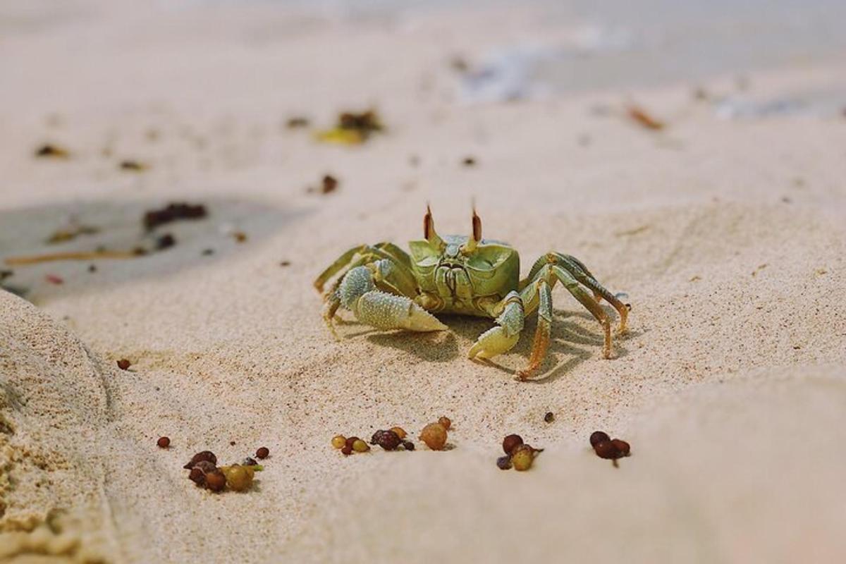 Un cangrejo verde en la playa con su brillo de establecimiento.