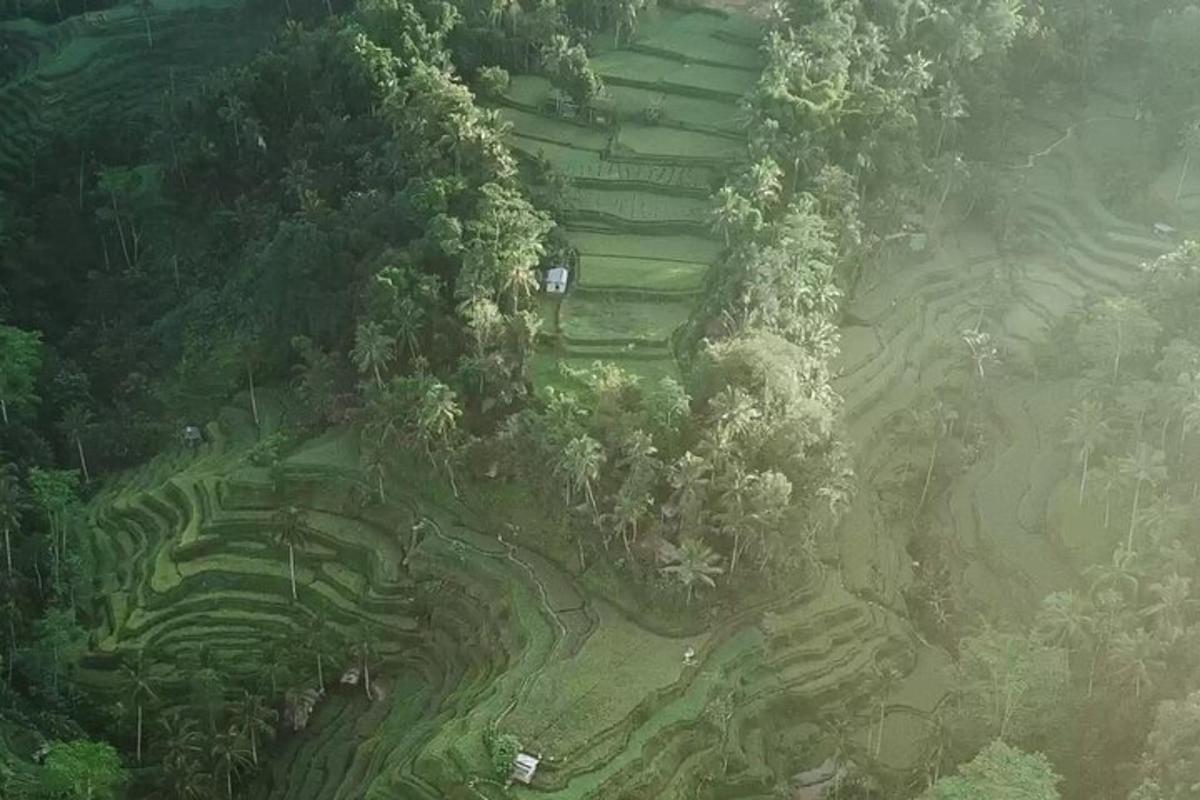 pemandangan dari udara padang dengan pokok