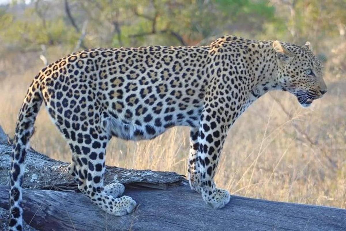 um leopardo em pé no topo de um tronco