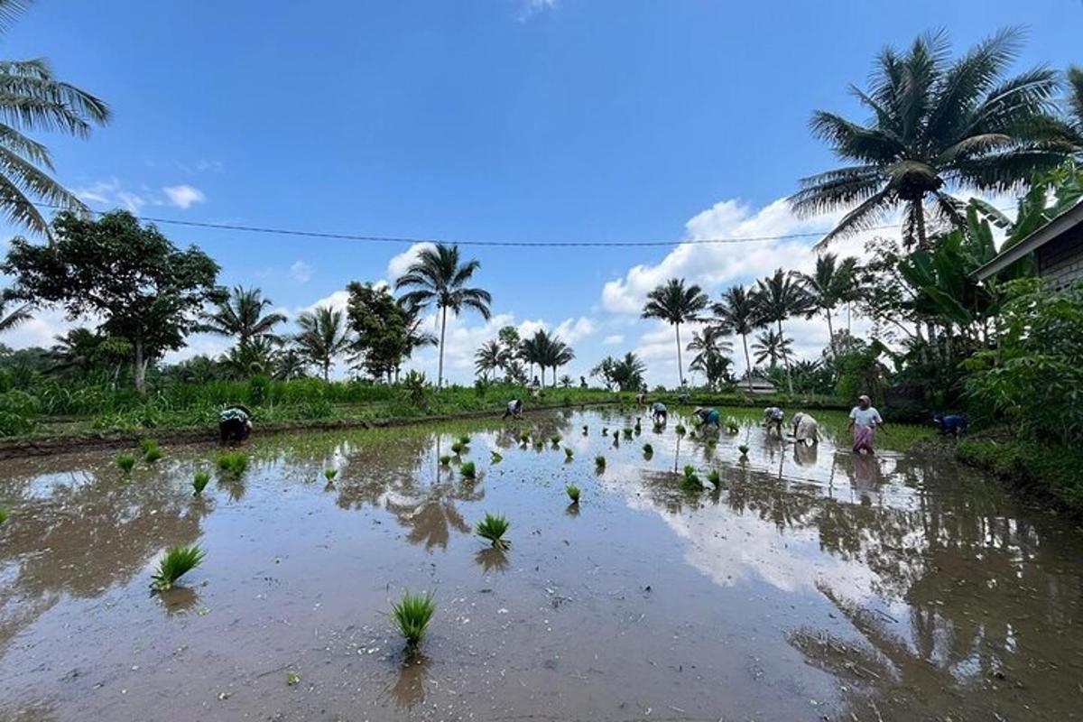a group of people working in a rice field