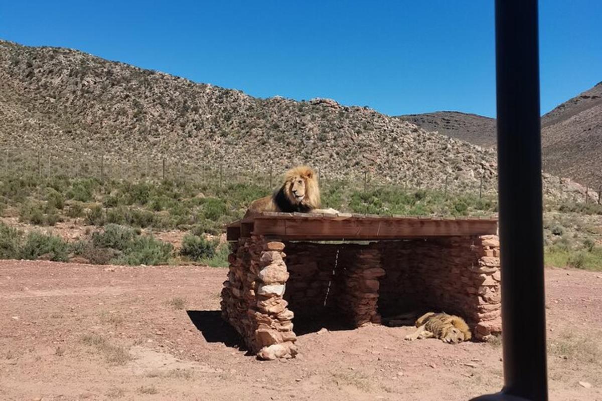 um leão deitado em uma estrutura de pedra no deserto