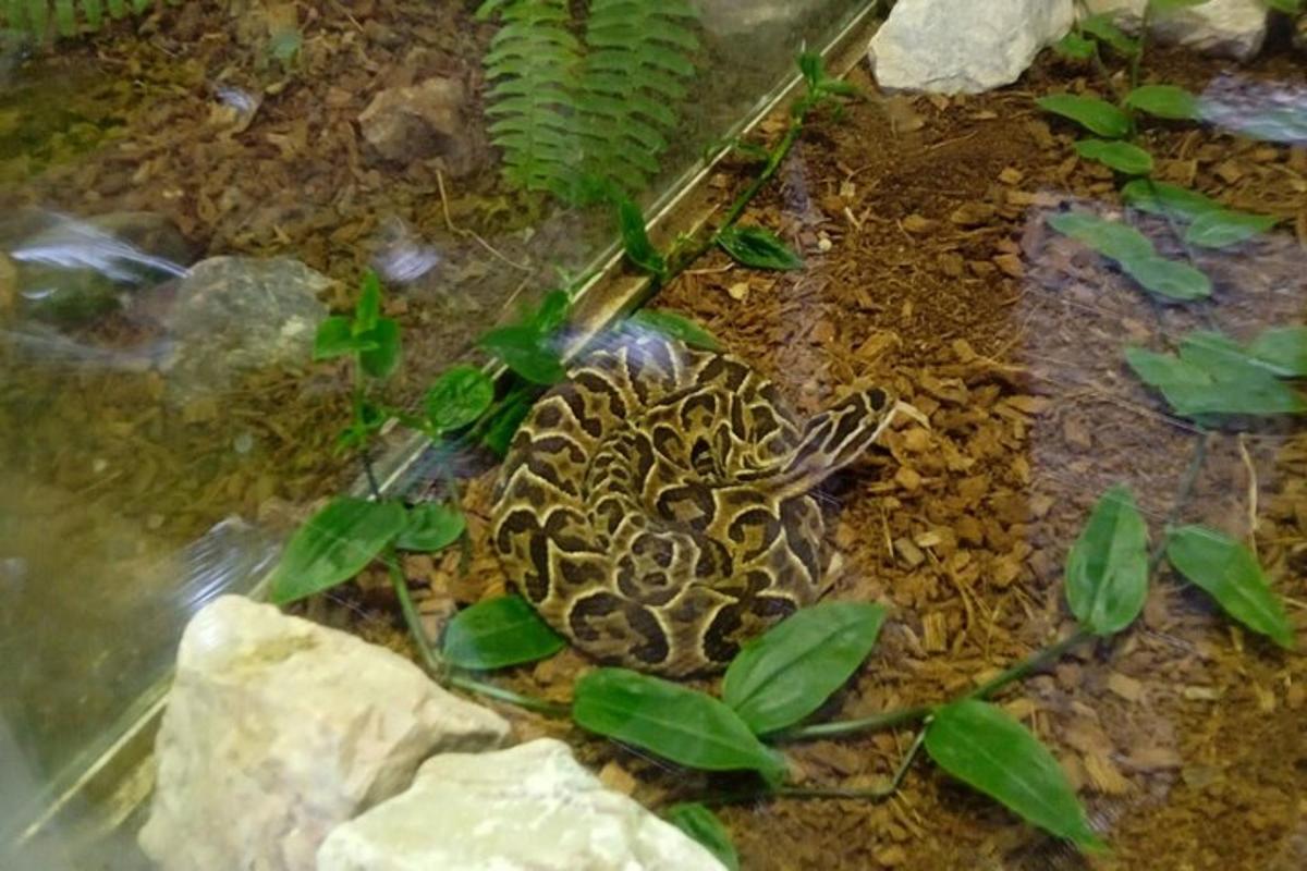un serpente seduto a terra accanto ad alcune piante