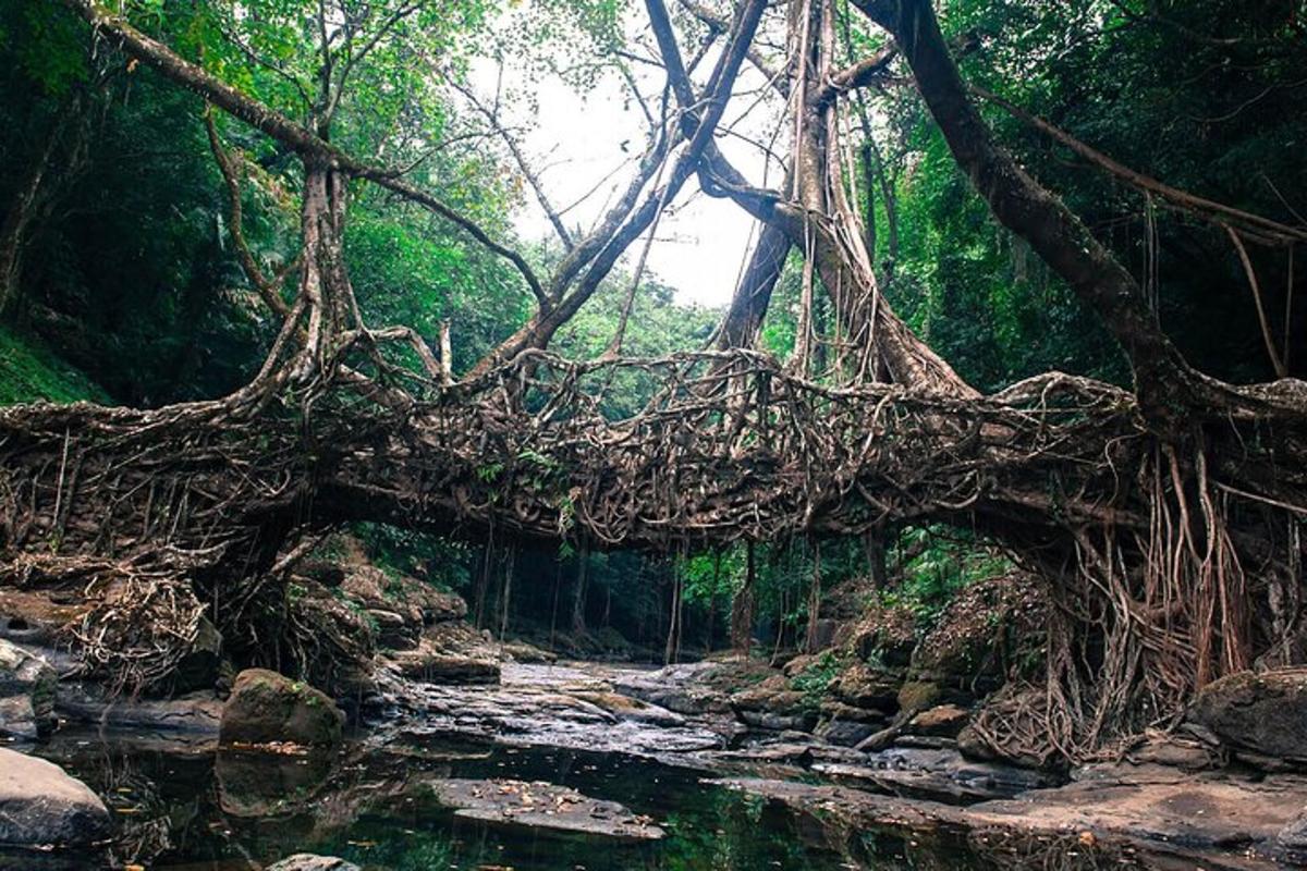 a bridge over a river in a forest