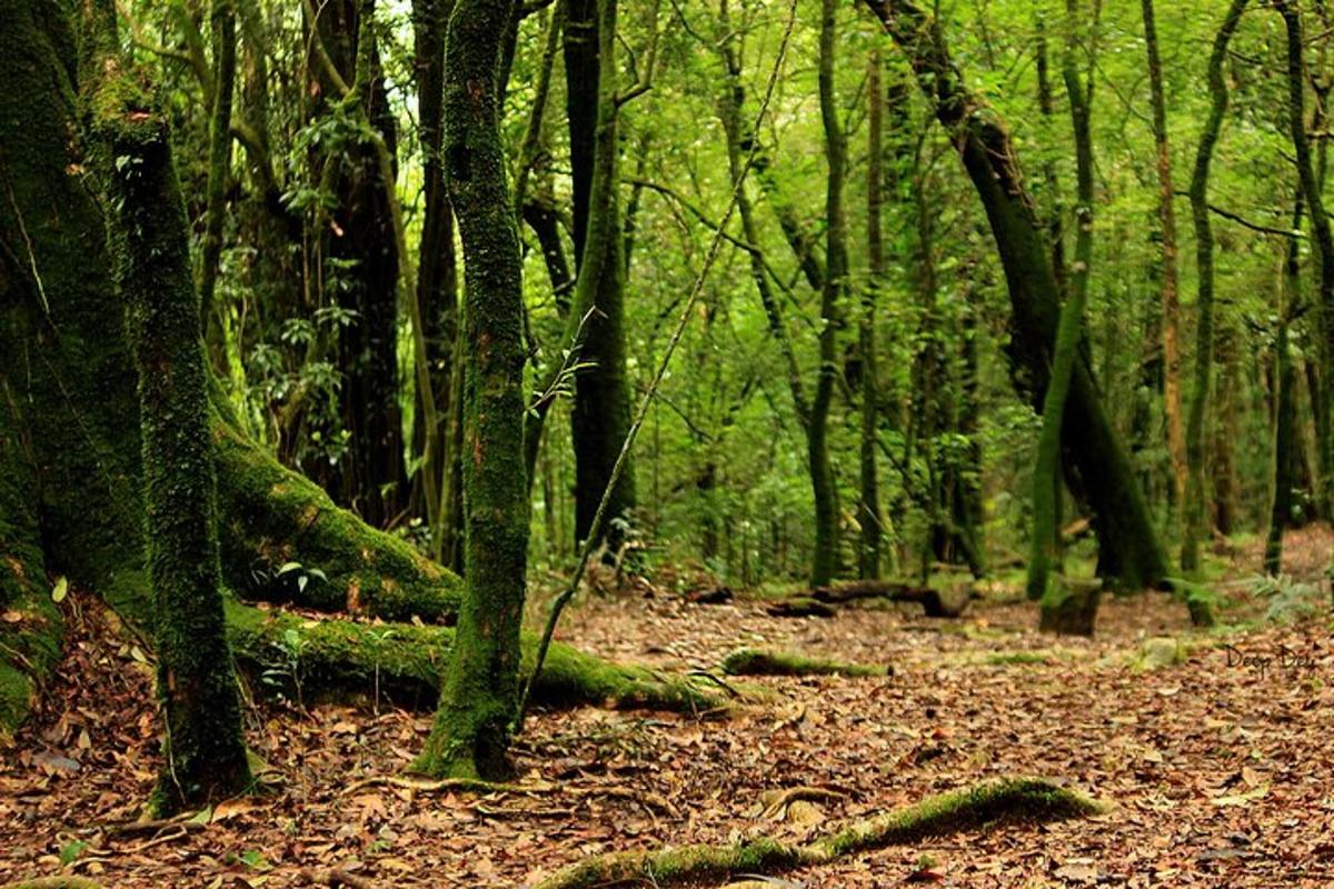 a forest filled with lots of trees and leaves