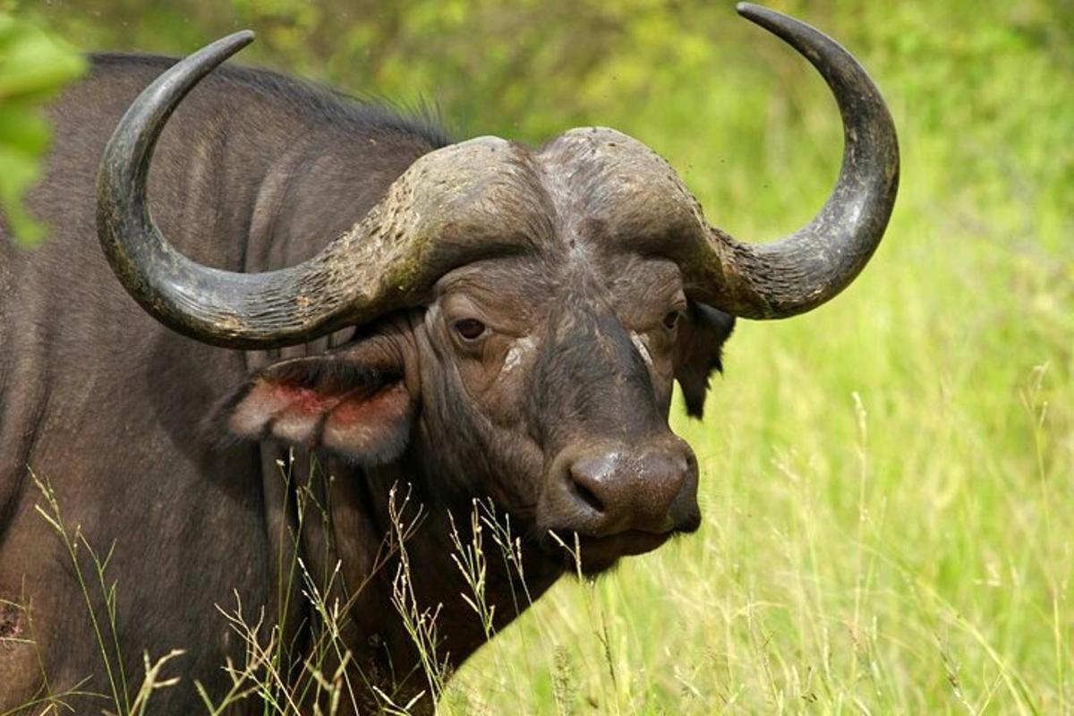 un toro con lunghe corna in piedi in un campo