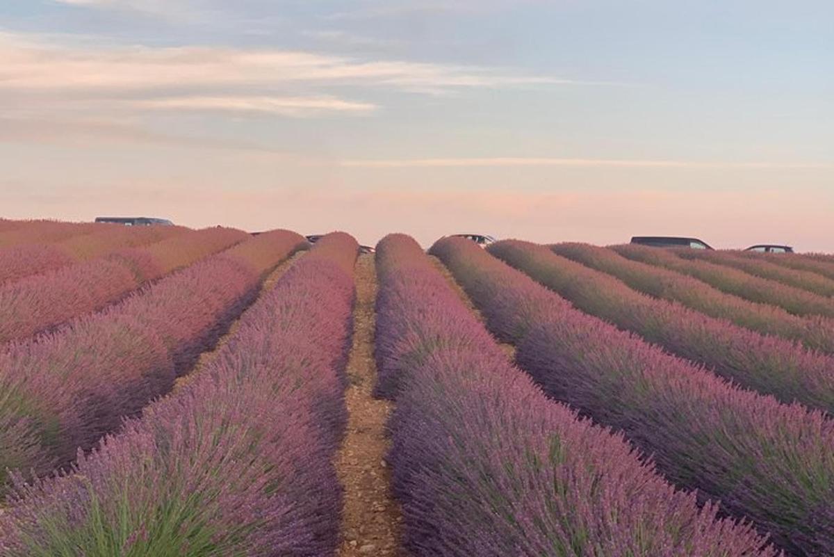a field of lavender in the provence
