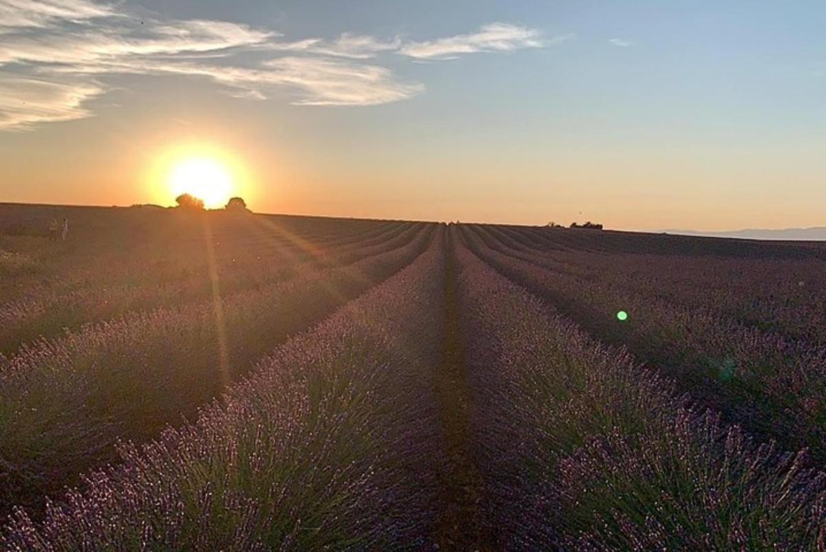 a field of lavender with the sun setting in the background