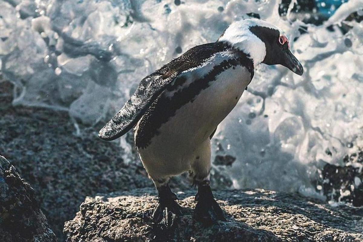 un pinguino in piedi su una roccia vicino all'oceano