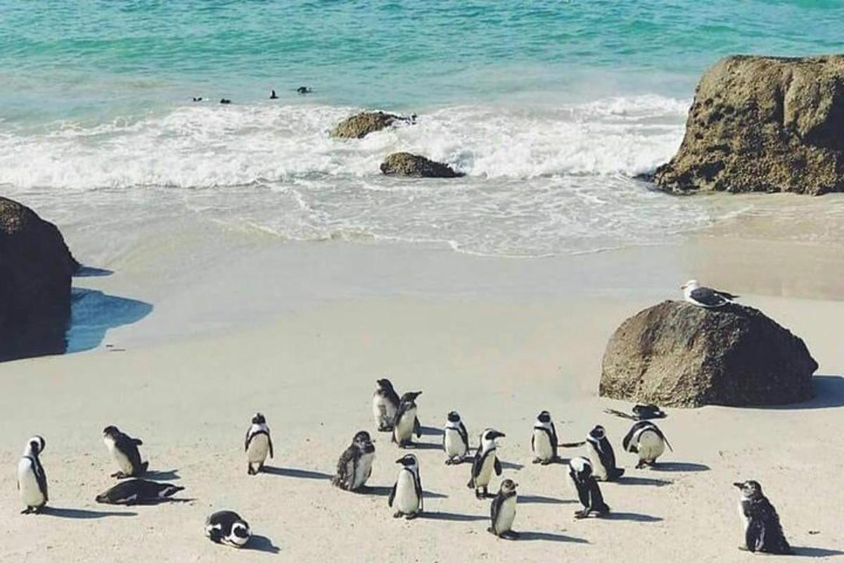 un gruppo di pinguini in piedi su una spiaggia