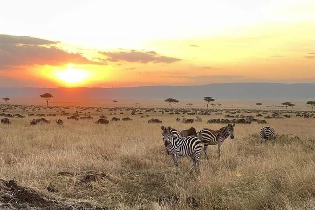 a group of zebras standing in a field at sunset