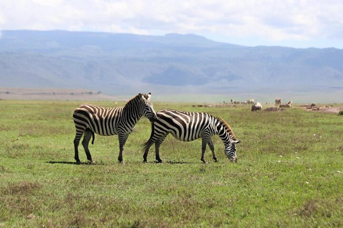due zebre in piedi una accanto all'altra in un campo