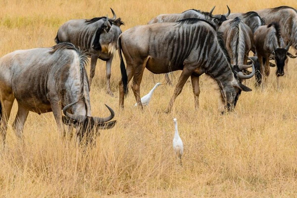 um rebanho de animais pastando em um campo com um pássaro