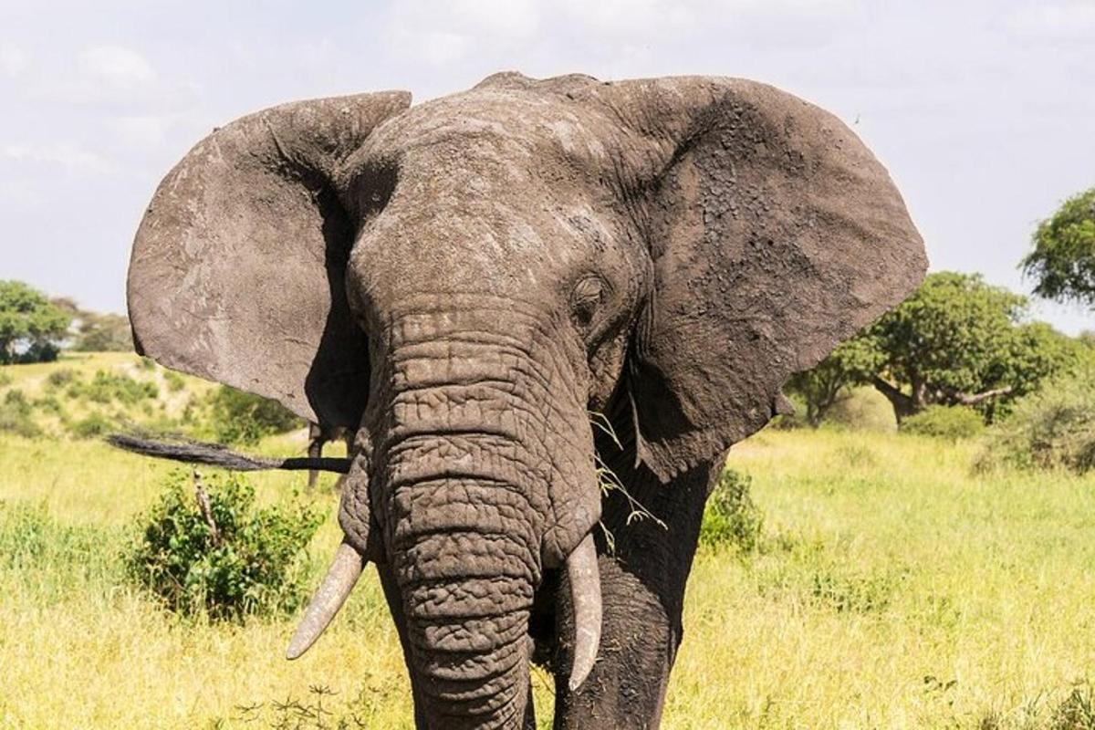 um elefante parado em um campo de grama