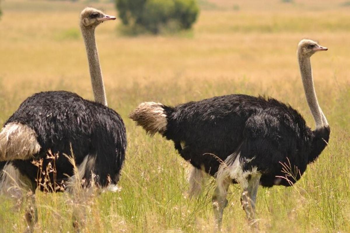 dois avestruzes caminhando em um campo de grama