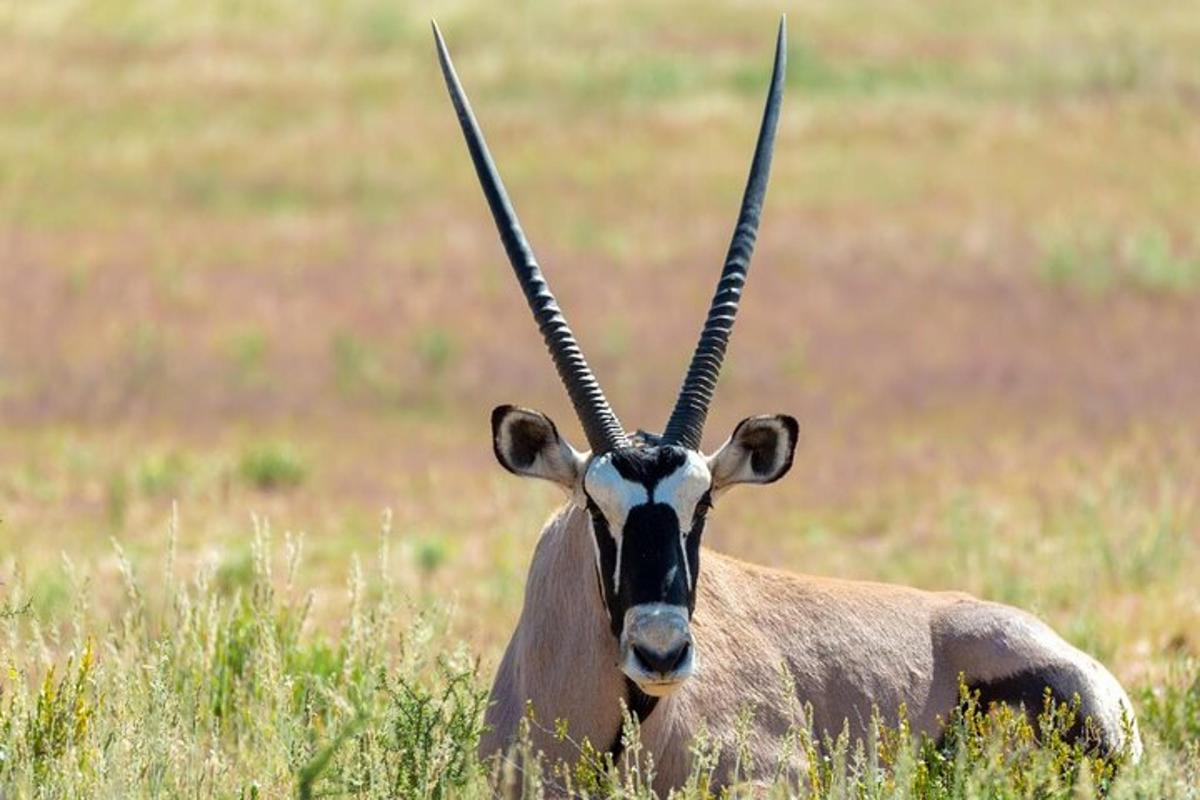 uma gazela parada em um campo de grama