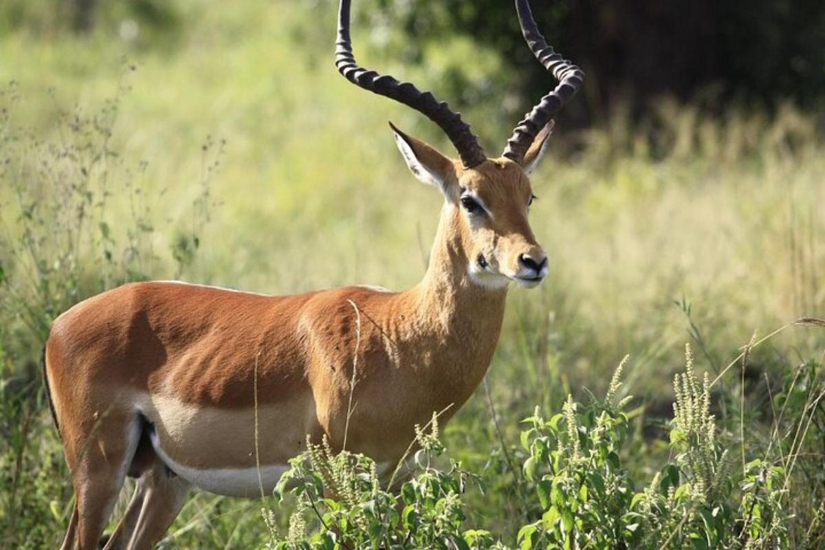 uma gazela parada em um campo de grama alta