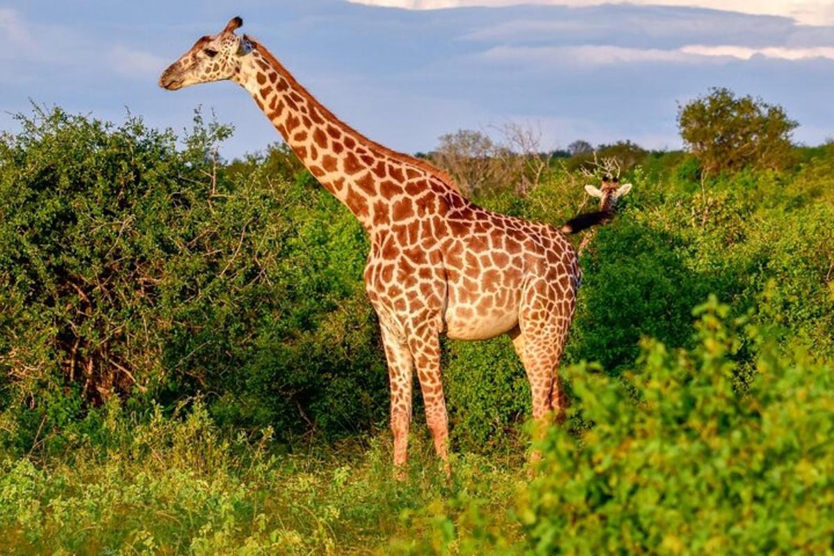 Una jirafa parada en un campo con un pájaro sobre ella.