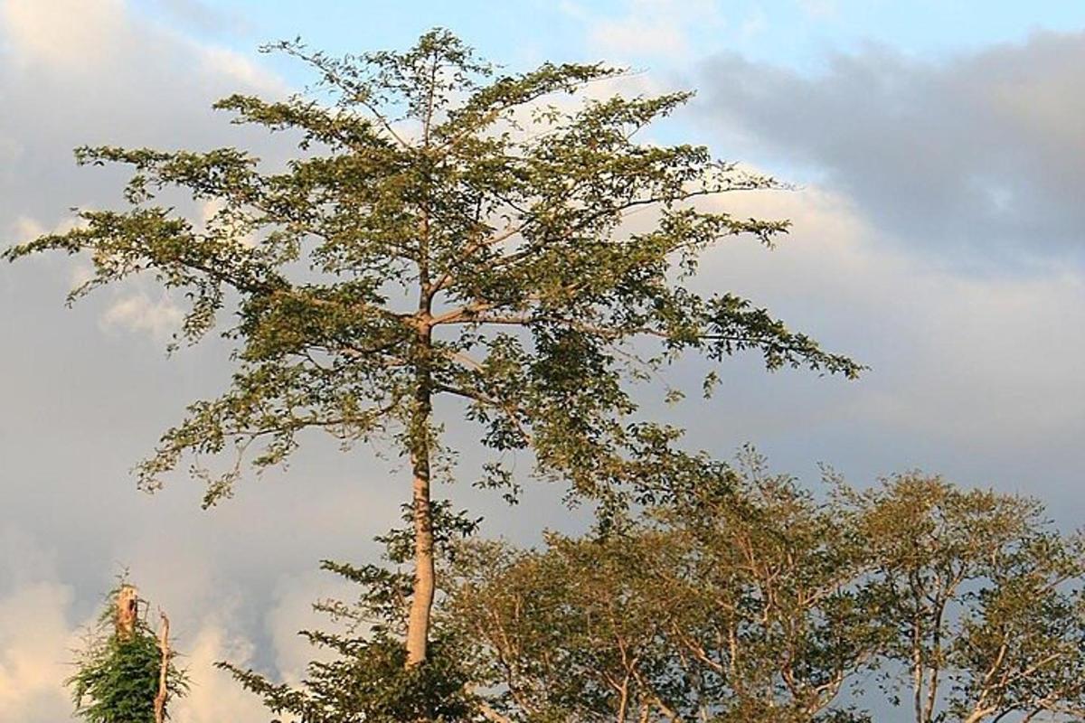 a tall tree in front of a cloudy sky