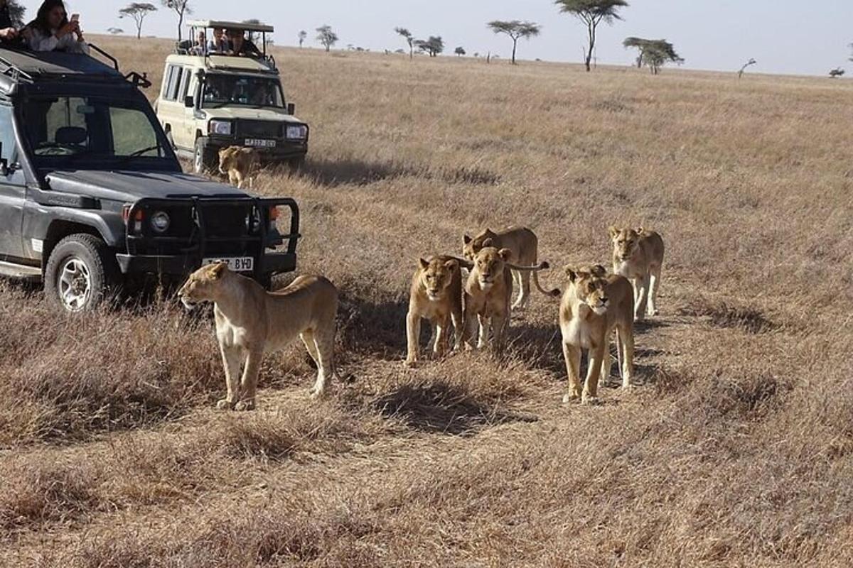 a group of lions walking in a field next to a truck
