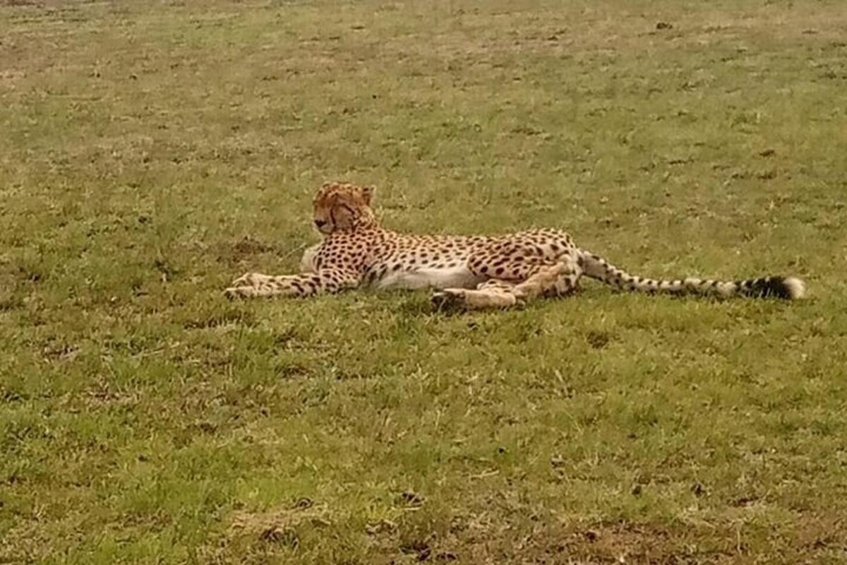 un ghepardo sdraiato sull'erba in un campo