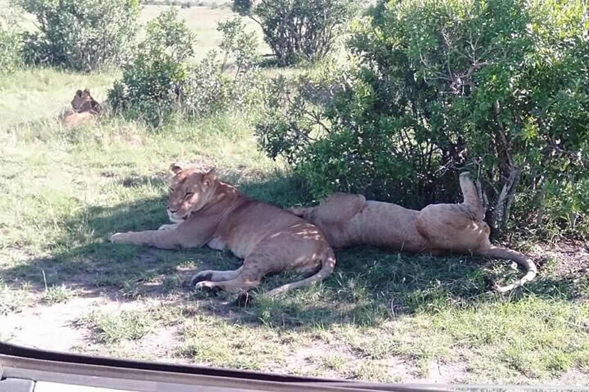 two lions laying in the grass under a tree