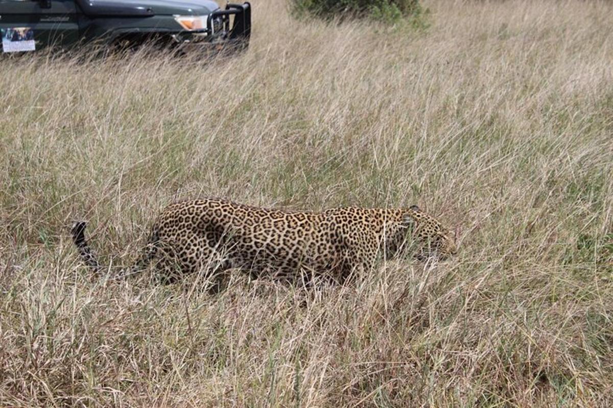 leopard kõnnib läbi kõrge rohuvälja