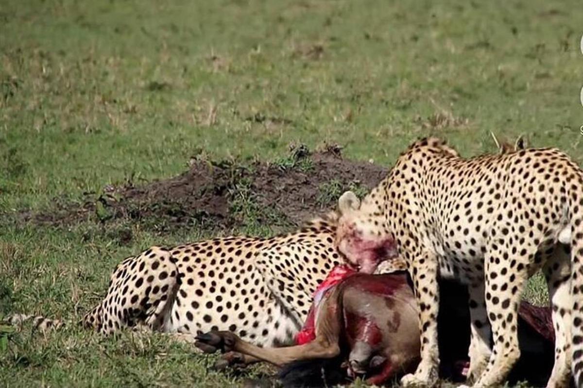 dalawang cheetah na naglalaro sa isang patay na hayop sa isang bukid