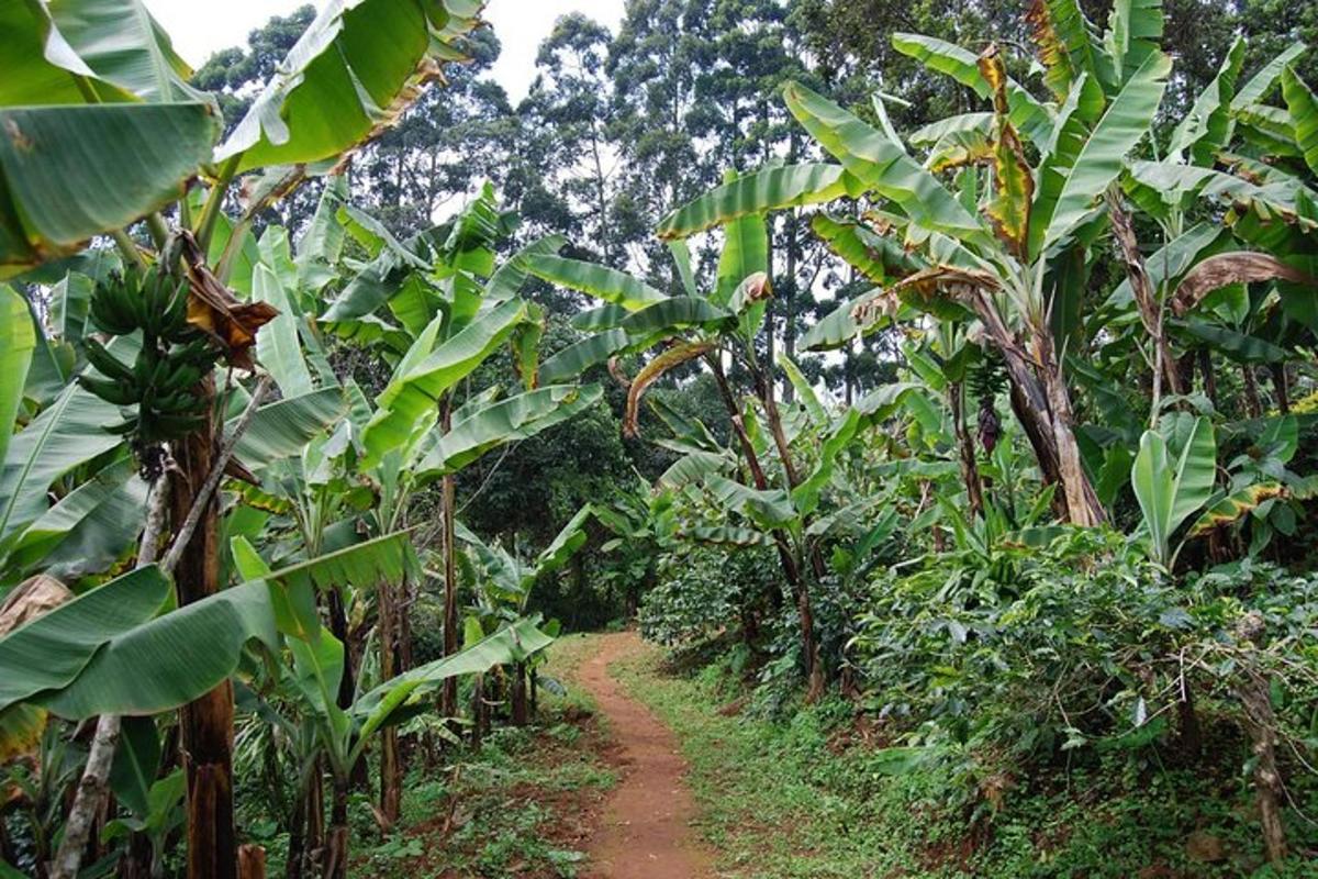 ein Feldweg durch eine Bananenplantage