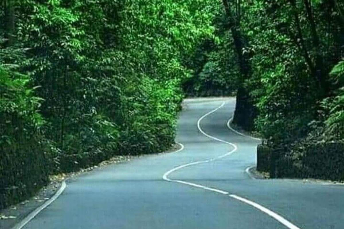 un drum șerpuitor în mijlocul pădurii