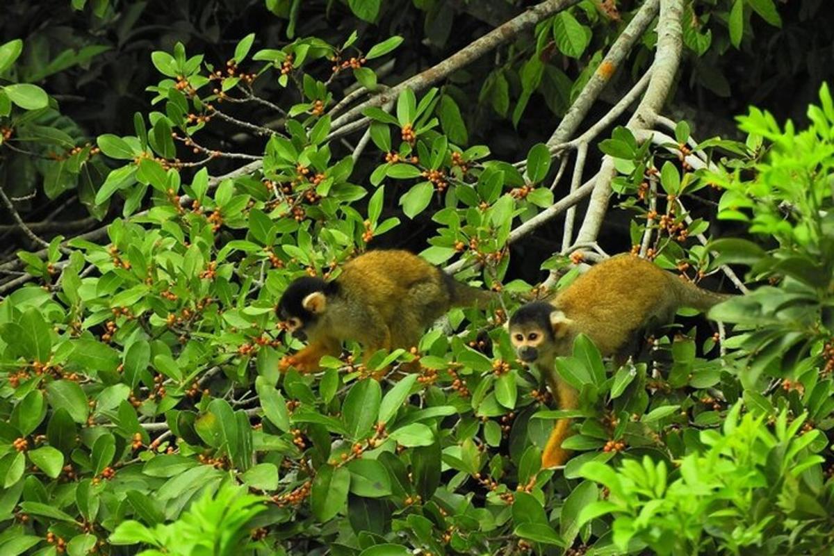 two monkeys are sitting in a tree