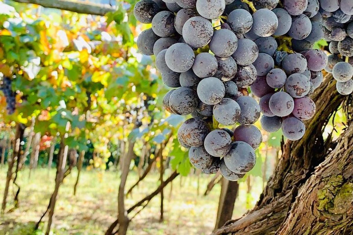 un raïm penjat d'un arbre
