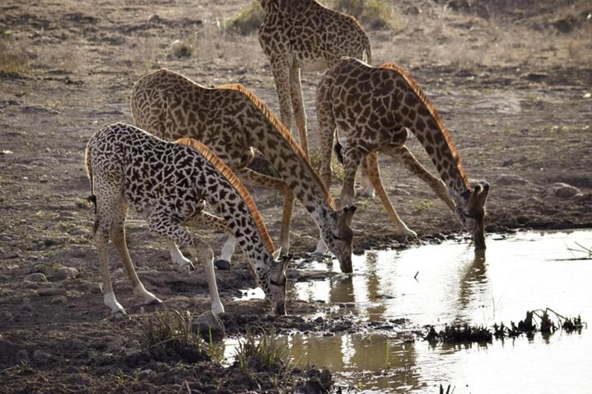 vier giraffen drinken uit een plas water