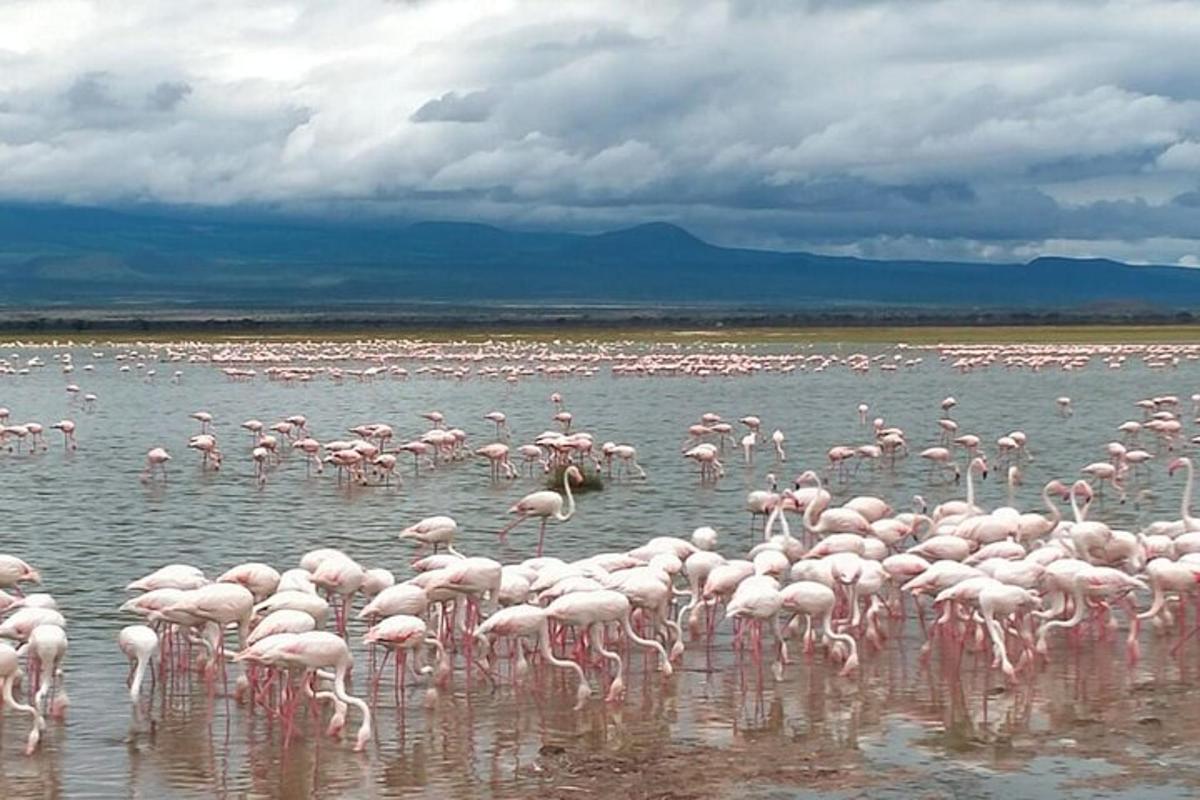 Hópur af bleikum flamingóum stendur í vatninu