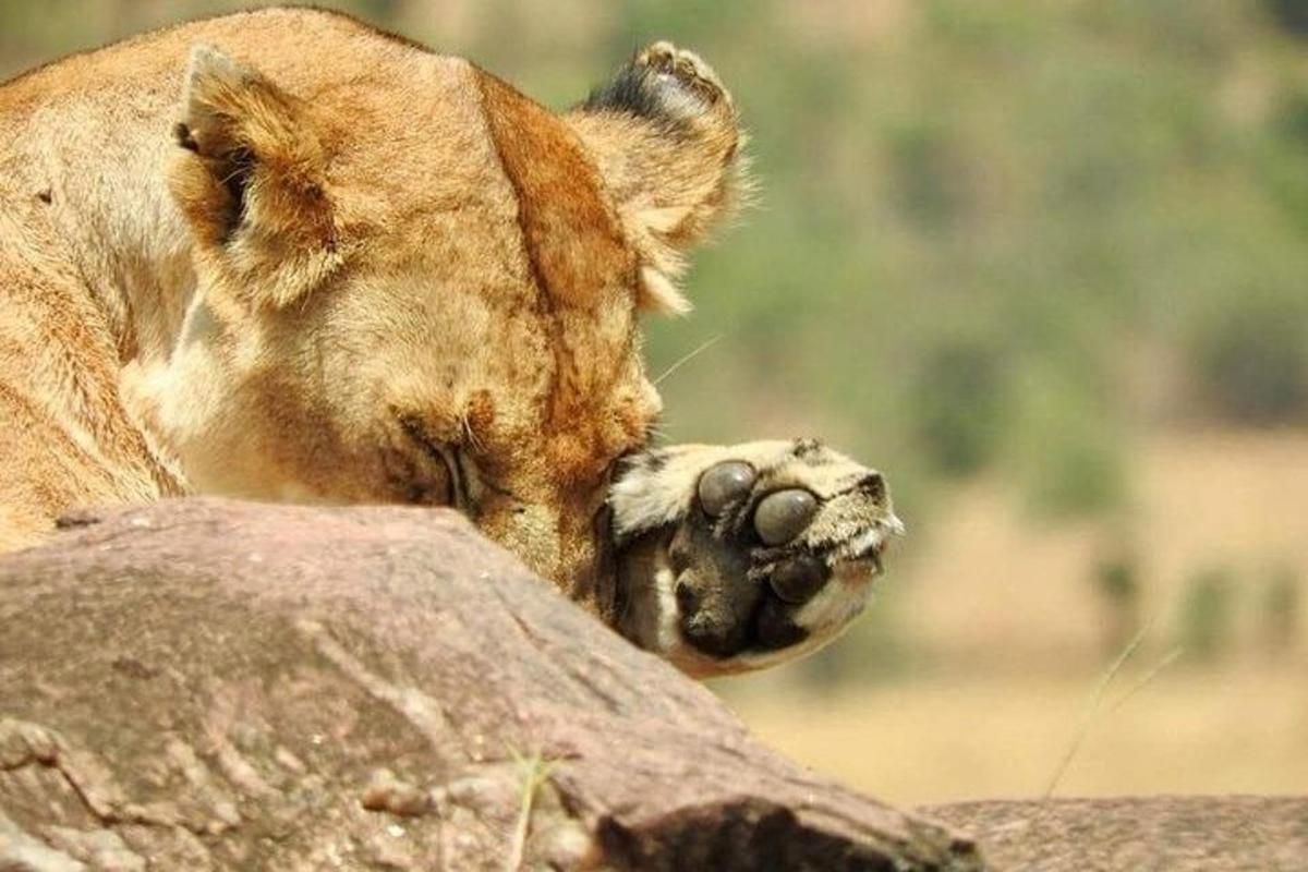 un leone in piedi accanto a una roccia