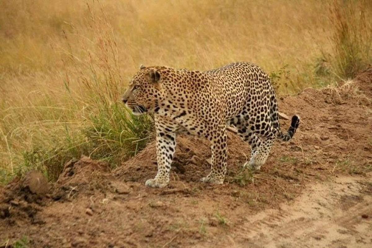 leopard stojící na kraji prašné cesty