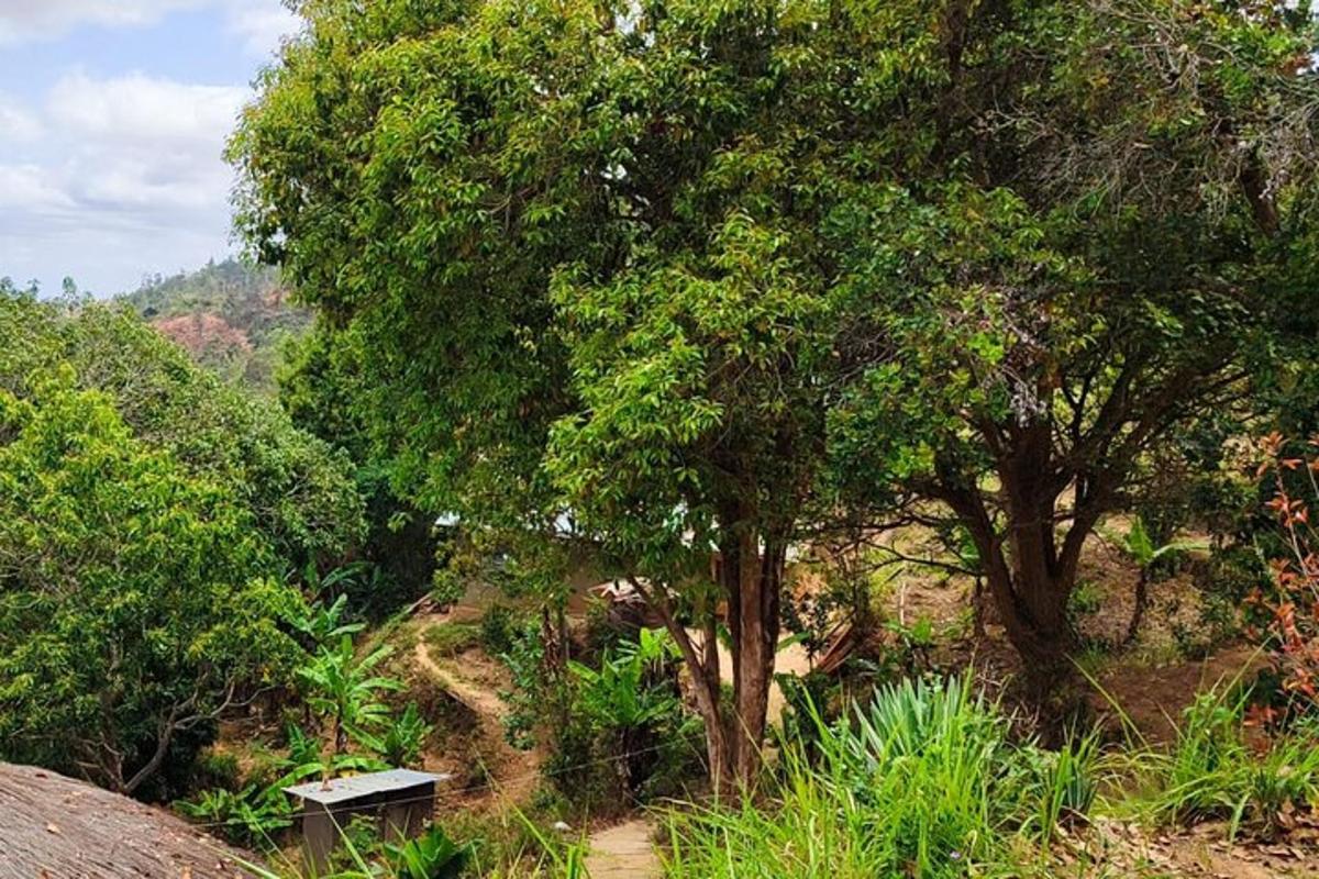 bangku duduk di atas bukit dengan pokok