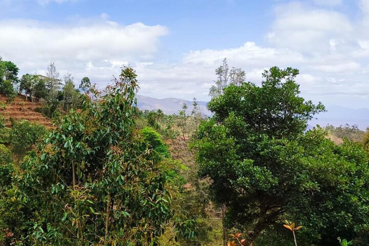 hutan pokok dengan latar belakang gunung
