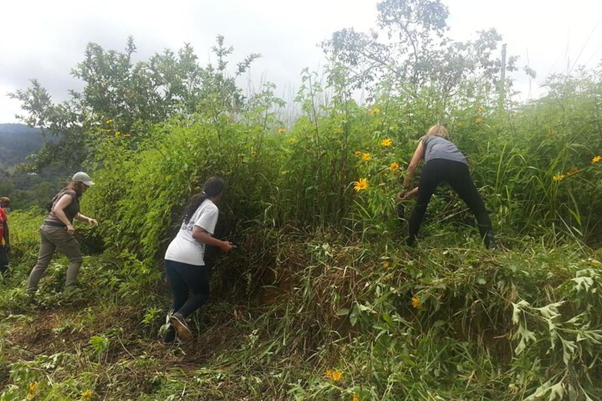 sekumpulan orang berjalan melalui rumput yang tinggi