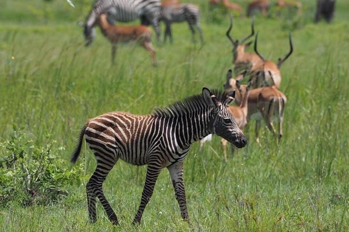 a zebra standing in a field with other animals