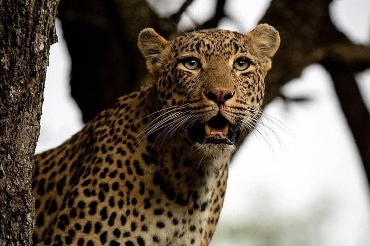 a cheetah standing in a tree with its mouth open