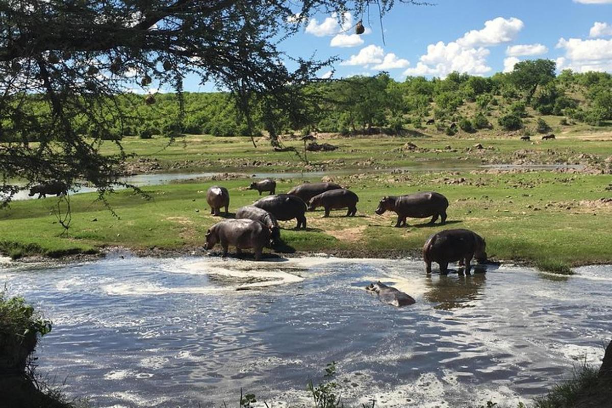 a herd of elephants crossing a river in a field