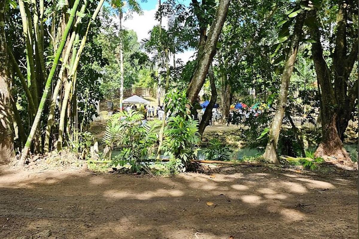 um grupo de árvores e plantas em um parque