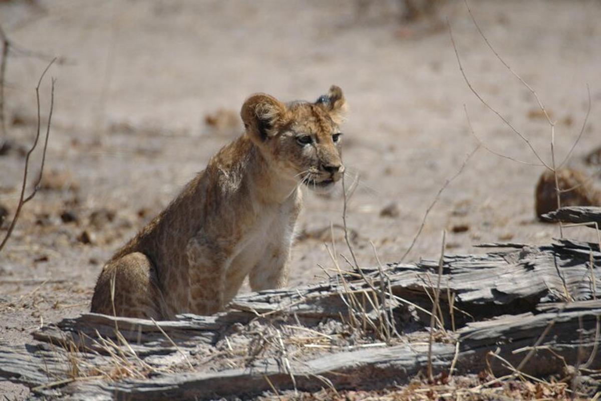 a lion cub sitting on the ground next to a log