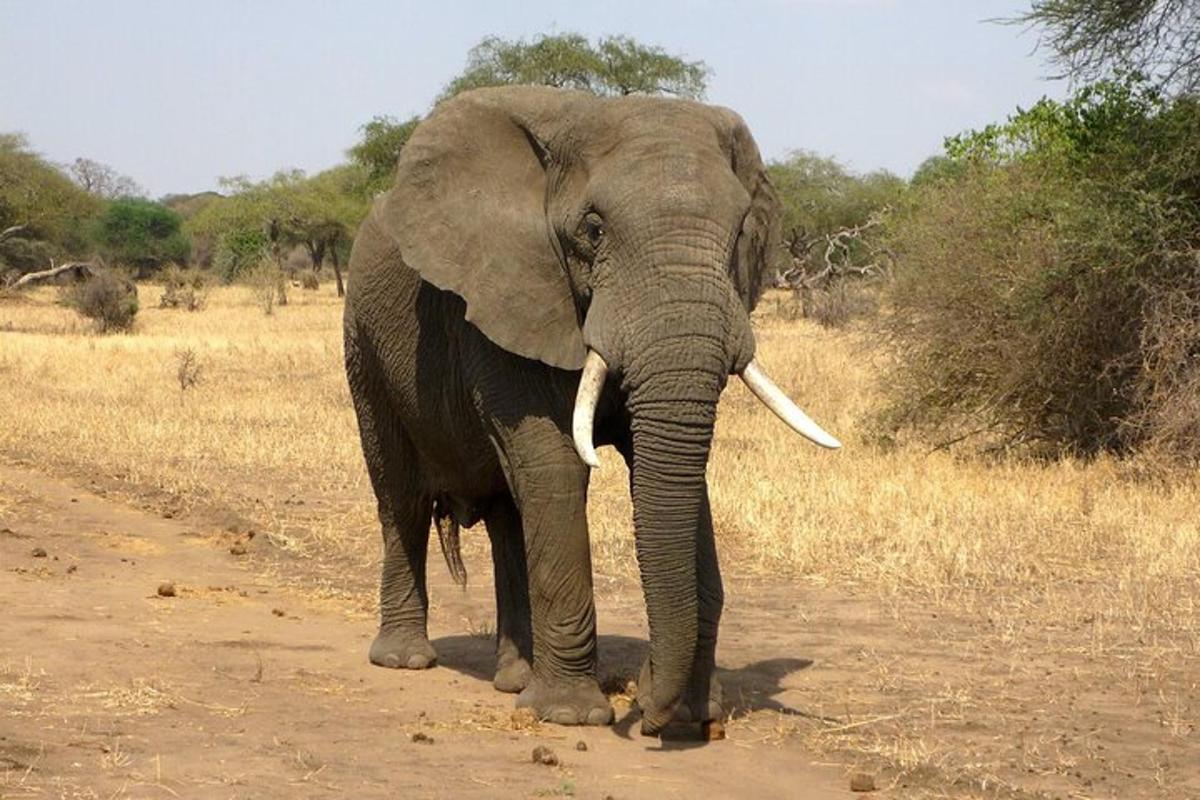 un elefant caminant per un camí de terra