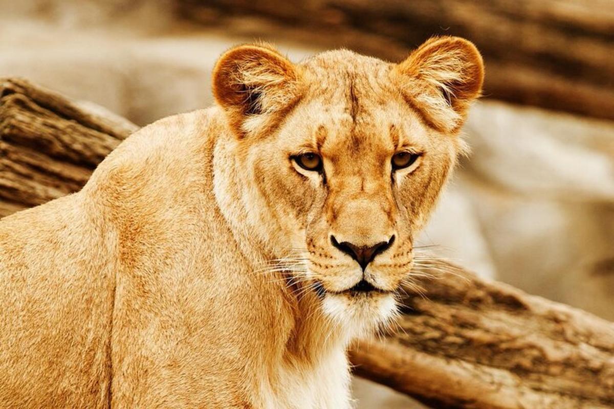 a lioness is standing next to a log
