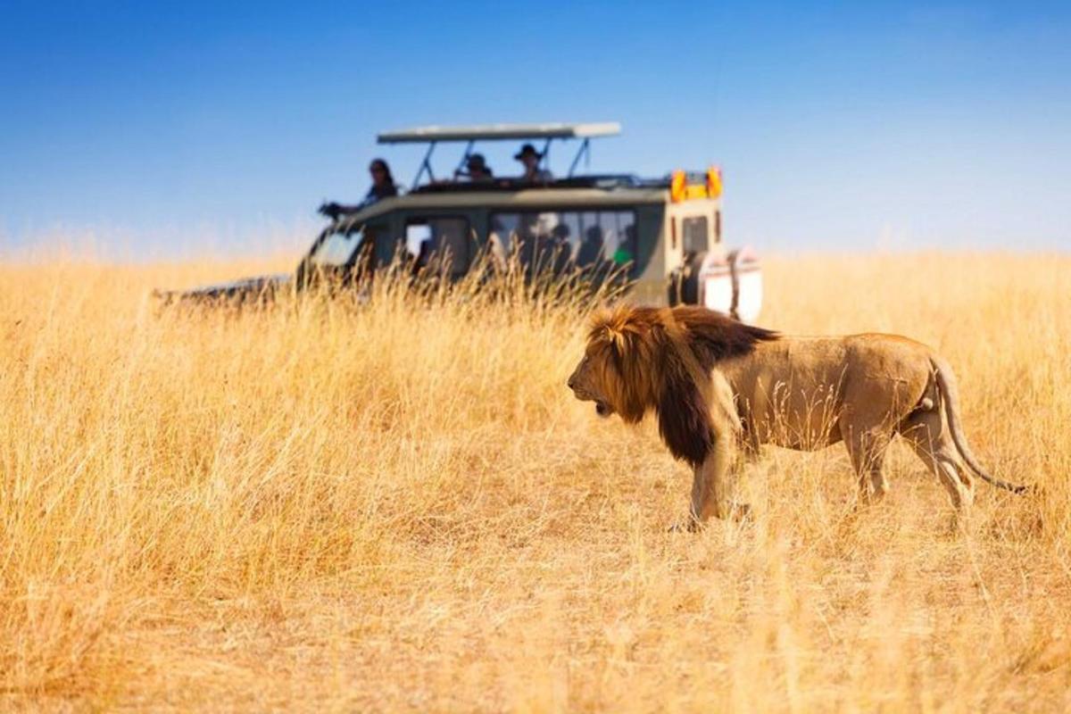 lõvi jalutab safariautoga põllul